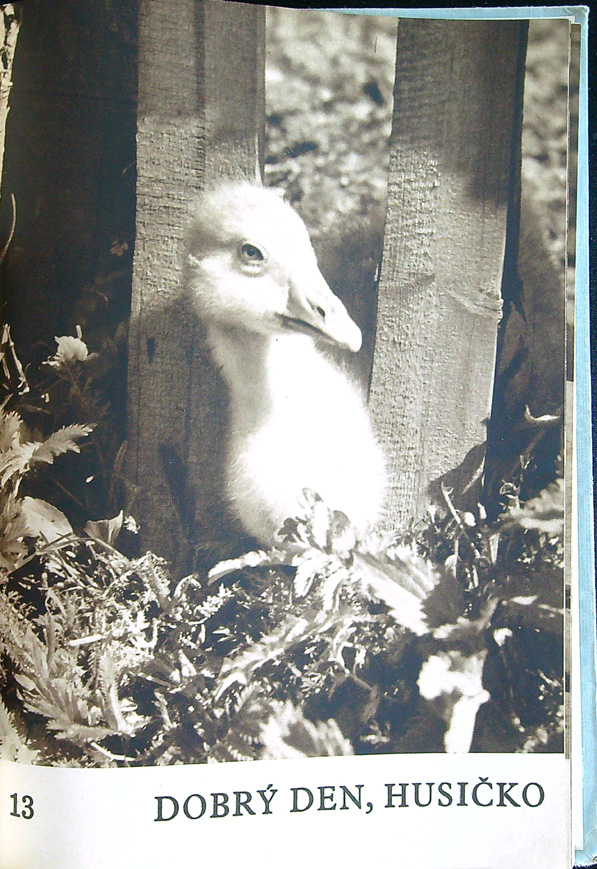 František Hrubín - Dobrý den, sluníčko ! - Obrázek 3