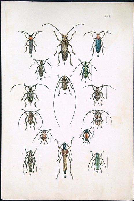 Barevná litografie - Brouci XVII.