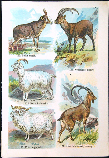 Barevné litografie - Sajka suhák - Kozorožec alpský - Koza kašmírská - Koza angorská - Koza bezoarová, paseng