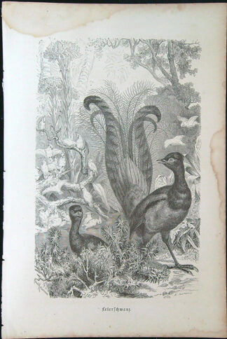 Černobílé litografie - Leierschwanz