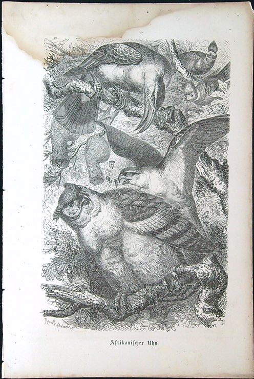 Černobílé litografie - Afrikanischer Uhu