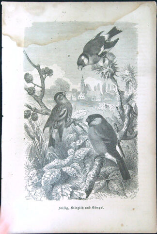 Černobílé litografie - Beisig, Stieglik und Gimpel