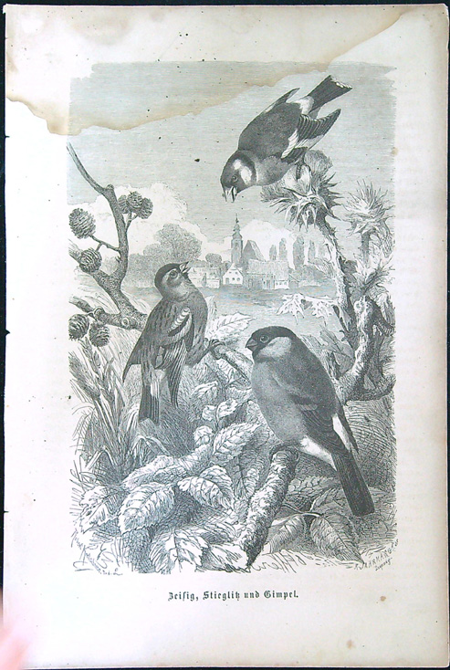 Černobílé litografie - Beisig, Stieglik und Gimpel