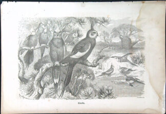 Černobílé litografie - Corella