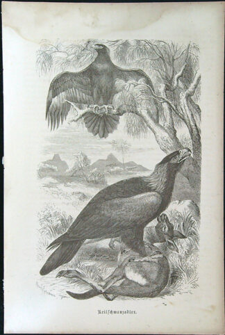 Černobílé litografie - Keilschwanzadler