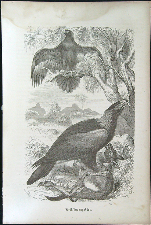 Černobílé litografie - Keilschwanzadler