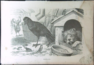 Černobílé litografie - Kolkrabe