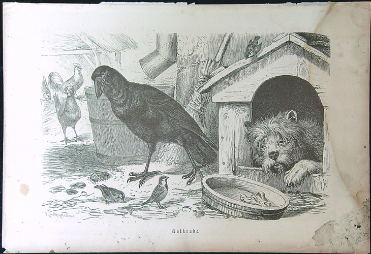 Černobílé litografie - Kolkrabe