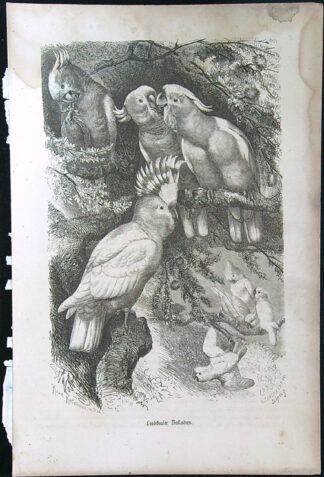 Černobílé litografie - Leadbeater Kakadus