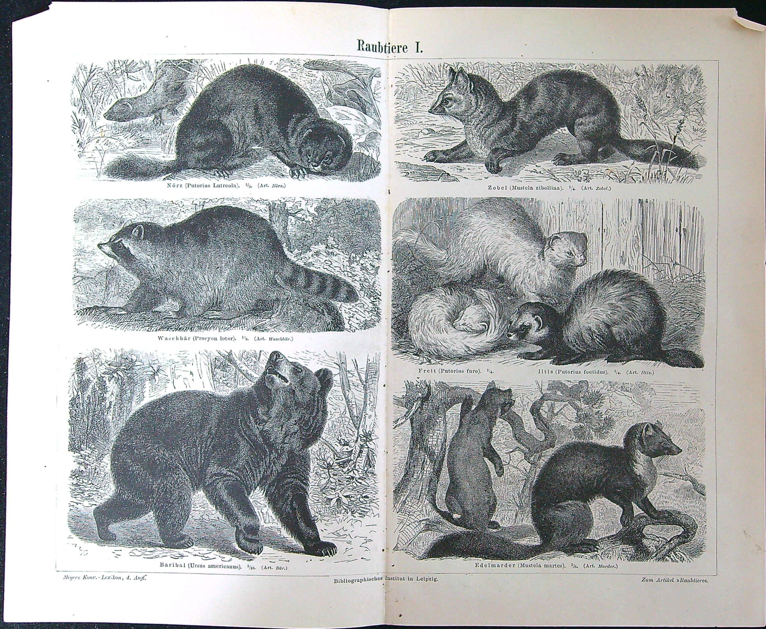 Černobílé litografie - Raubtiere I.