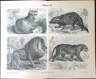 Černobílé litografie - Raubtiere III.