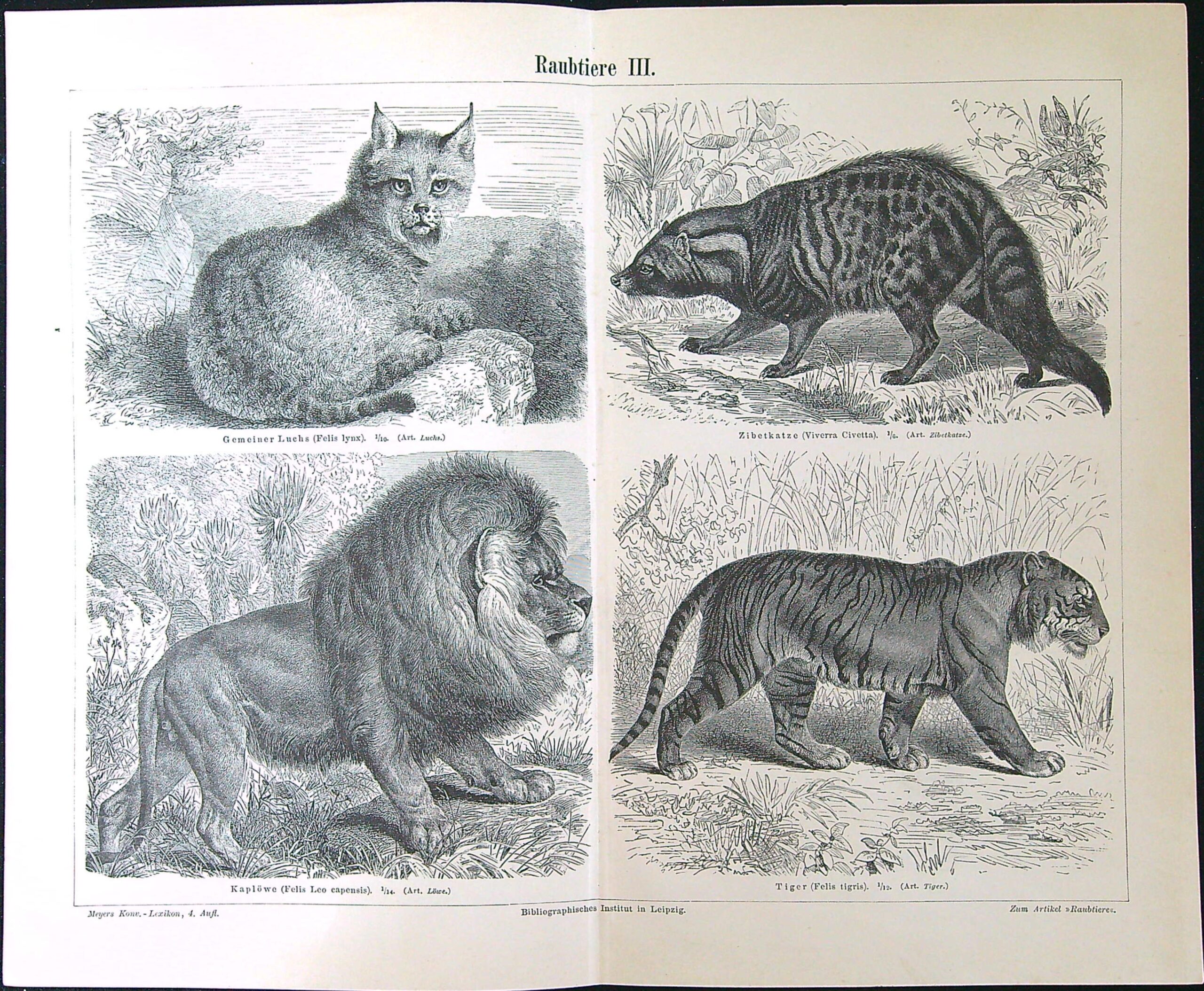 Černobílé litografie - Raubtiere III.