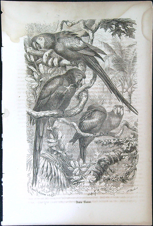 Černobílé litografie - Urara Macao