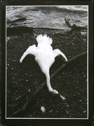 Fotografie ostatní - Název ...a stromy umírají vstoje - Fotograf Miroslav Horáček