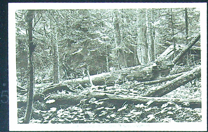 Pohlednice - Okres Klatovy - Klatovy - Černý les