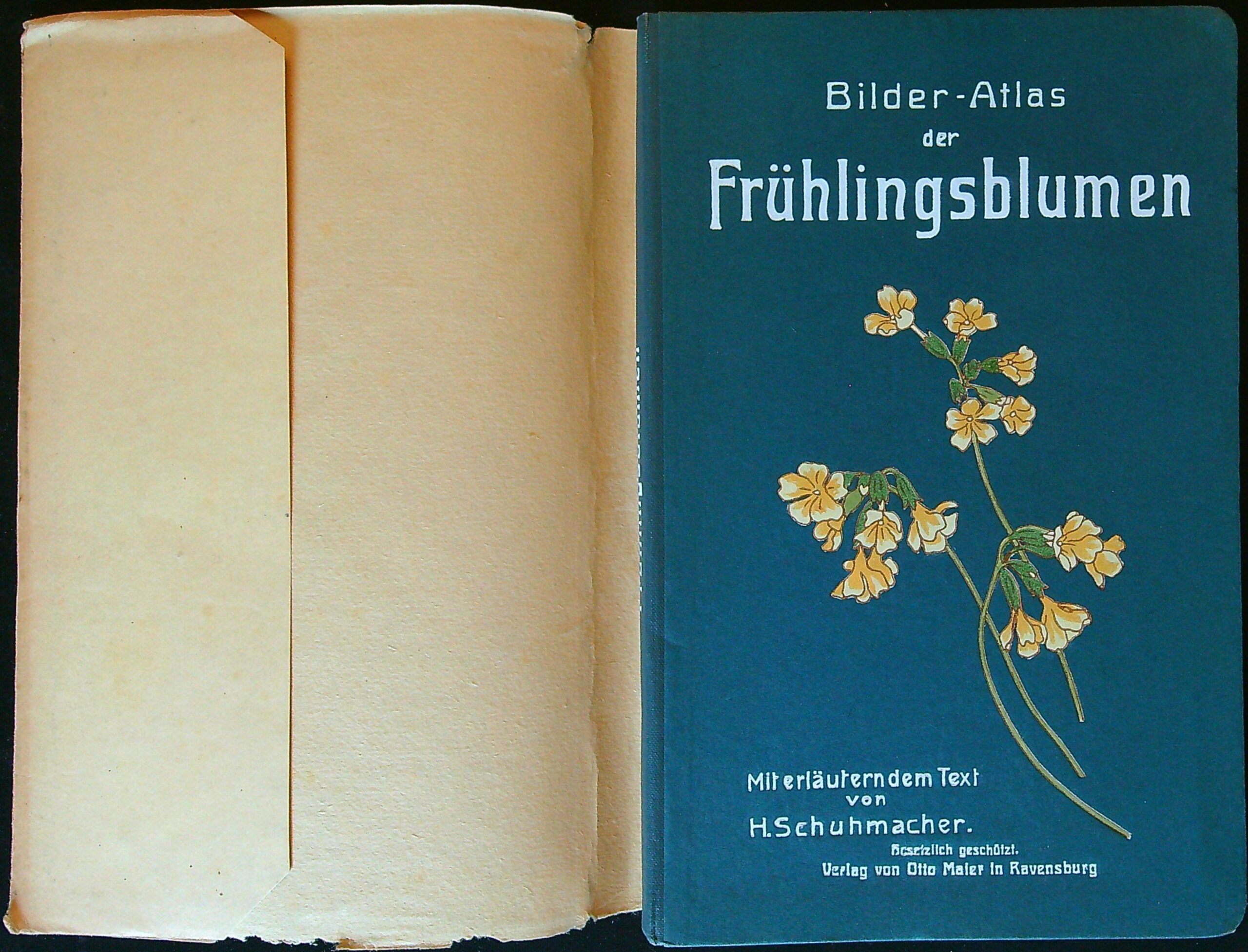 Bilder-Atlas der Frühlingsblumen 40 Tafeln mit 173 naturgetreuen Abbildungen und erläuterndem Textheft Don H. Schuhmacher. - Obrázkový atlas jarních květin - Obrázek 3