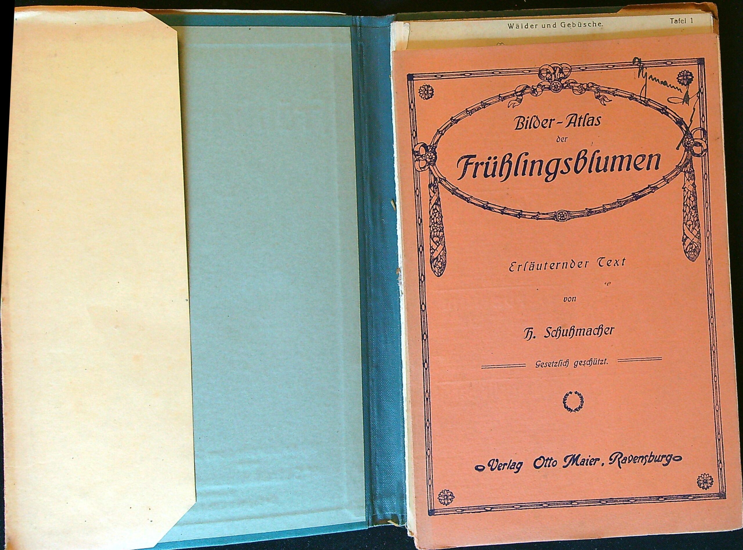 Bilder-Atlas der Frühlingsblumen 40 Tafeln mit 173 naturgetreuen Abbildungen und erläuterndem Textheft Don H. Schuhmacher. - Obrázkový atlas jarních květin - Obrázek 4