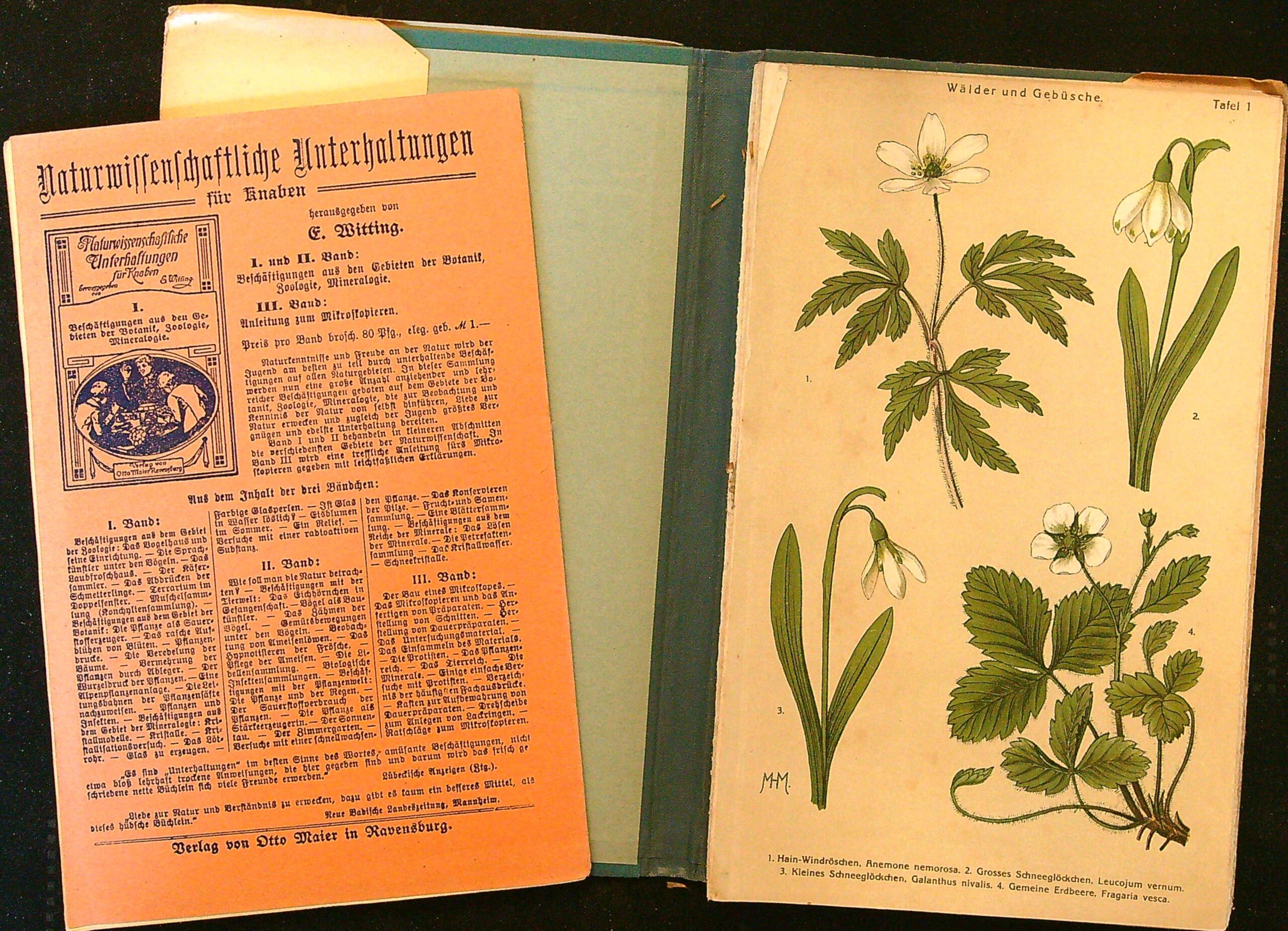 Bilder-Atlas der Frühlingsblumen 40 Tafeln mit 173 naturgetreuen Abbildungen und erläuterndem Textheft Don H. Schuhmacher. - Obrázkový atlas jarních květin - Obrázek 5