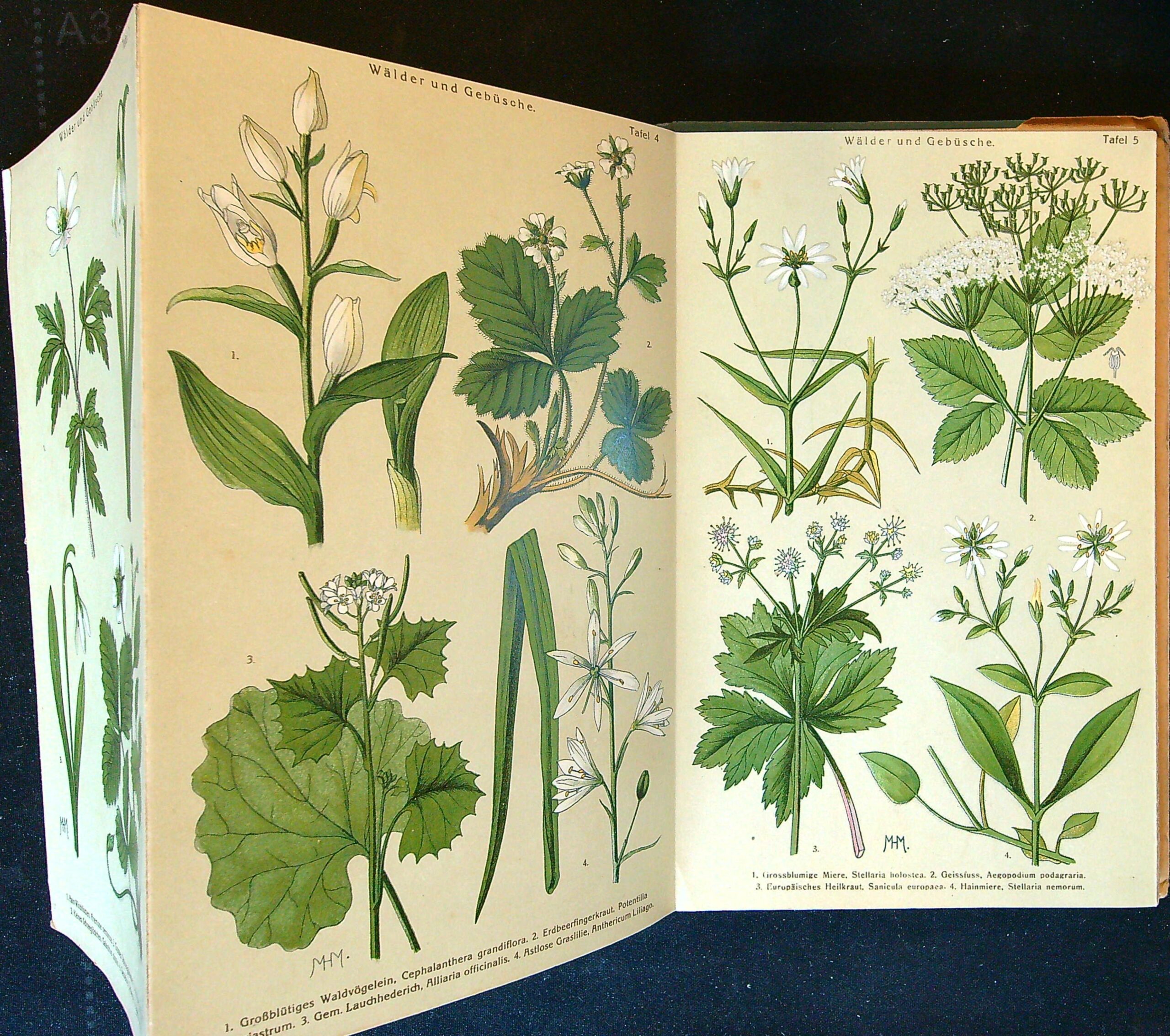 Bilder-Atlas der Frühlingsblumen 40 Tafeln mit 173 naturgetreuen Abbildungen und erläuterndem Textheft Don H. Schuhmacher. - Obrázkový atlas jarních květin - Obrázek 6