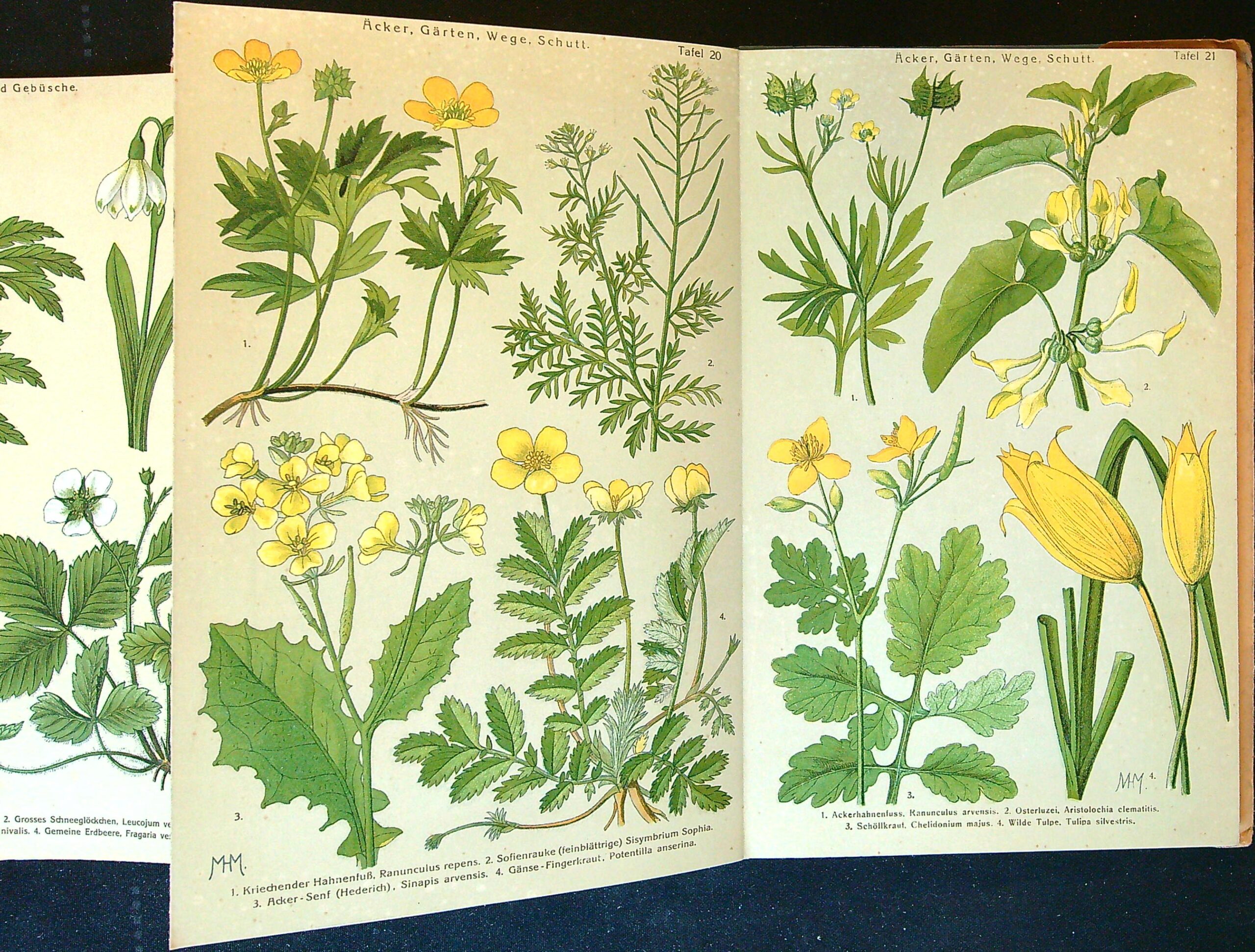 Bilder-Atlas der Frühlingsblumen 40 Tafeln mit 173 naturgetreuen Abbildungen und erläuterndem Textheft Don H. Schuhmacher. - Obrázkový atlas jarních květin - Obrázek 7